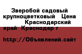 Зверобой садовый крупноцветковый › Цена ­ 200 - Краснодарский край, Краснодар г.  »    